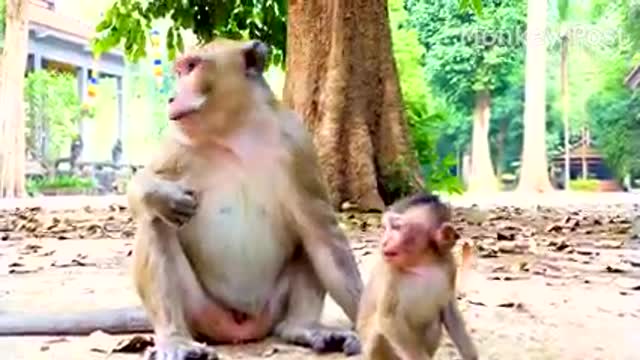 Feeling sadness when show like this baby Monkey Ariana