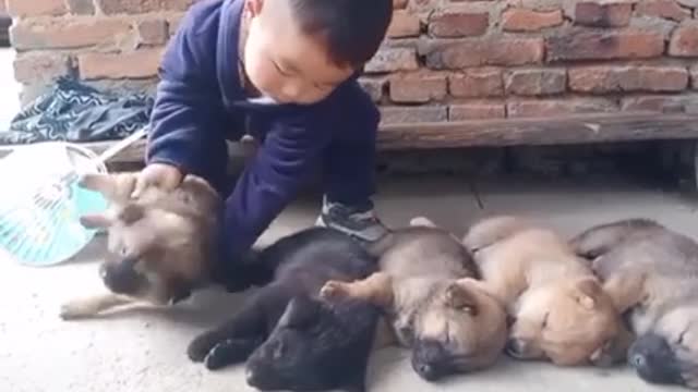 Funny funny dog