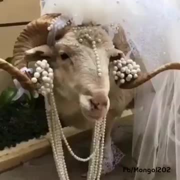 Goat gets pampered like a Bride. Funny