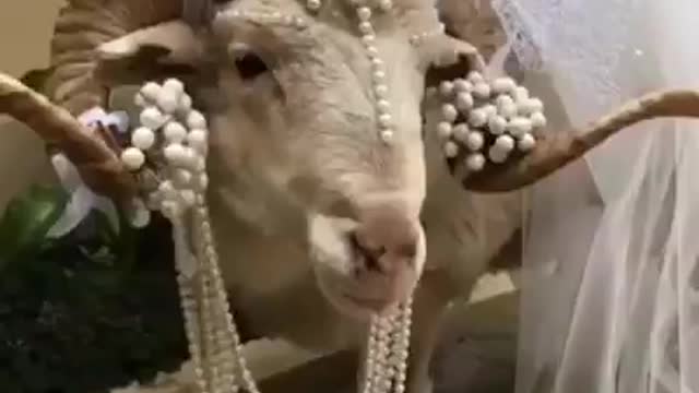 Goat gets pampered like a Bride. Funny