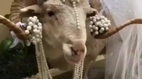 Goat gets pampered like a Bride. Funny