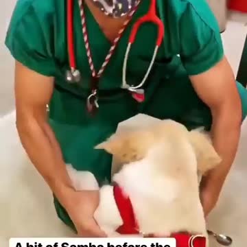 Various instances of pets being petted by residents No. 24