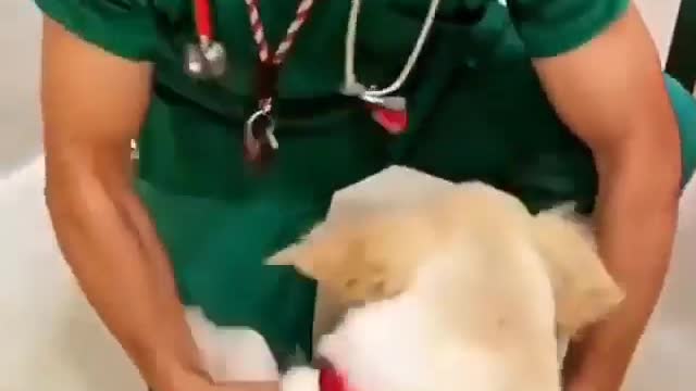 Various instances of pets being petted by residents No. 24