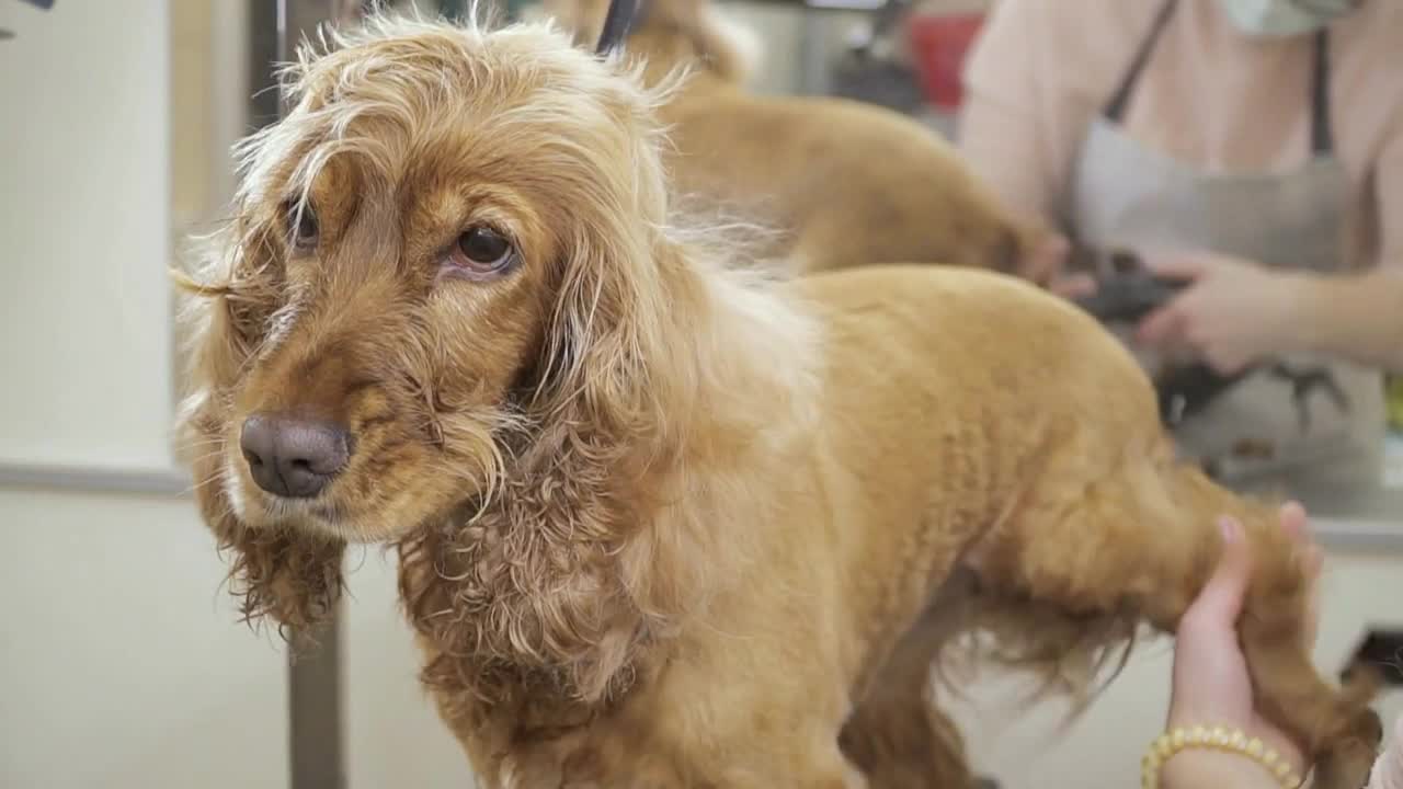 Groomer dries fur at dog's paws