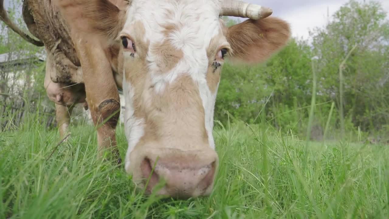 Cow in the green meadow chewing grass