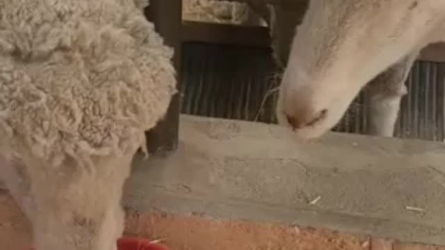 Food eating show of sheep