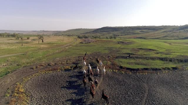 Running herd