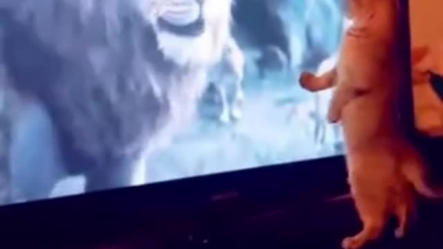 cat scared of lion/cat lion/#shorts