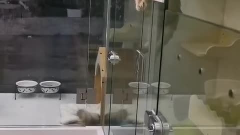 A cat with no time to spare