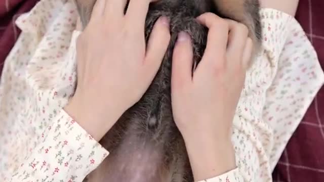 Dog With Girl। Dog Massage Video। Dogs Lovers। Pet Lovers usa