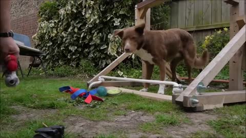 Best DOG Training 009++2021