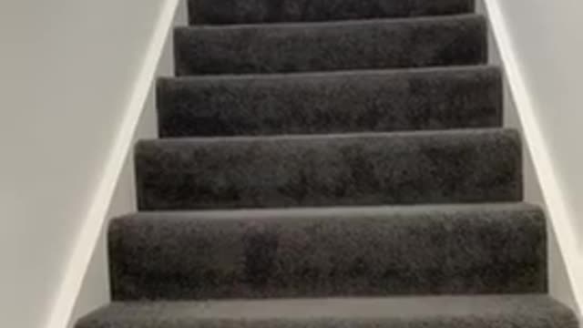 Cat Slides to go Downstairs Without Putting in any Efforts