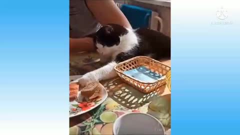 Cats are playing||Entertainment video||1122