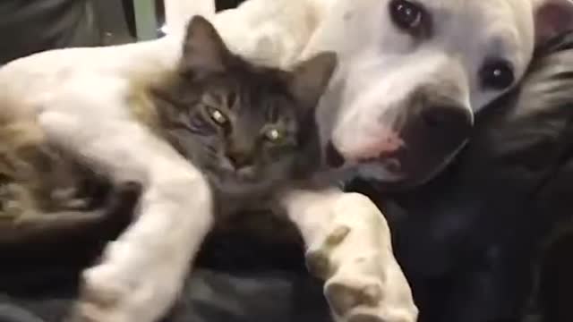 A dog and his cat