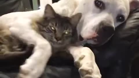 A dog and his cat