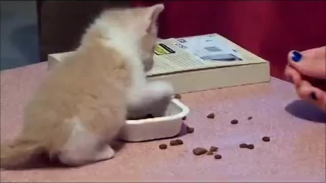 U Mad Kitty? Kitten does not approve of touching of his food.