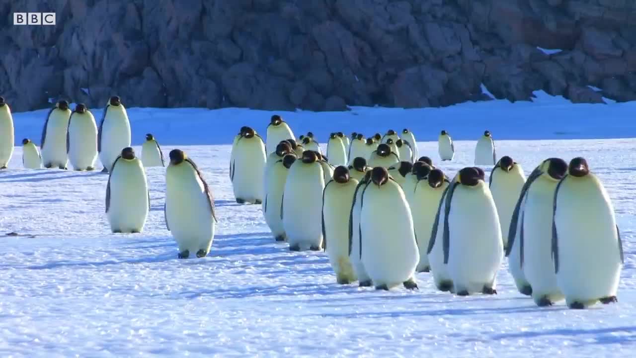 Baby Penguin Transfer | Snow Chick: A Penguin's Tale | BBC Earth