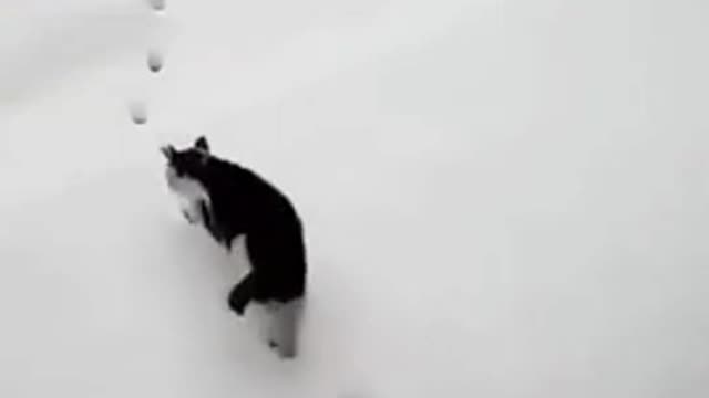 Ninja_cat_training_video