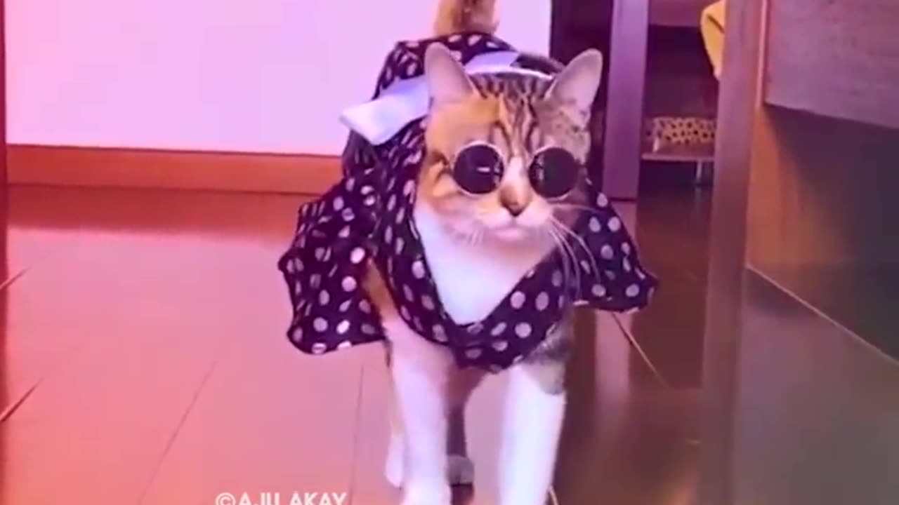 Enjoy Enjaami - CAT and DOG sing - Aju Kay