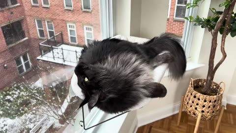 MaineCoon Cat Talks To Birds
