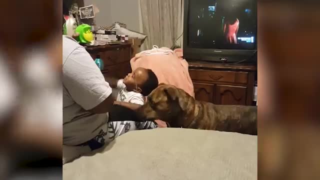 Sweet babies with animals - try not to laught