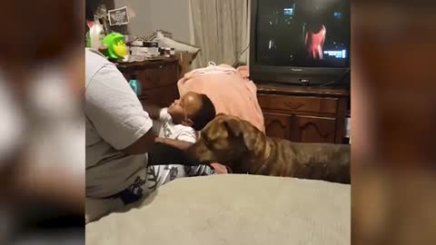 Sweet babies with animals - try not to laught