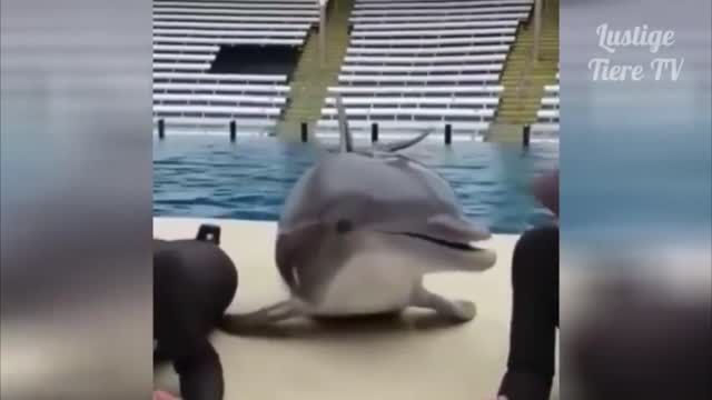 The funny dolphin [2021]
