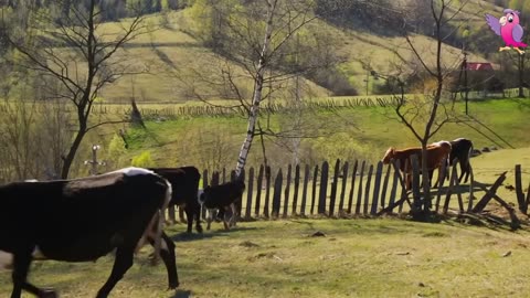 COW VIDEO 🐮🐄 COWS MOOING AND GRAZING IN A FIELD 🐄🐮