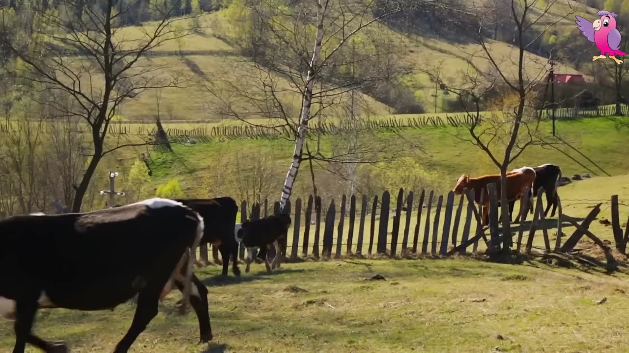 COW VIDEO 🐮🐄 COWS MOOING AND GRAZING IN A FIELD 🐄🐮