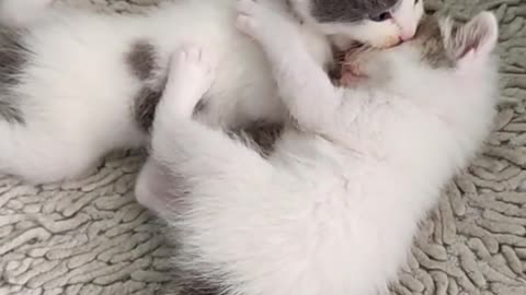 Funny and beautiful cats playing and having