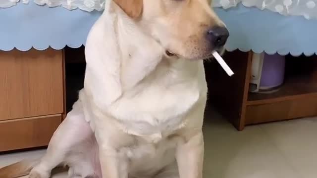 Dog smoking