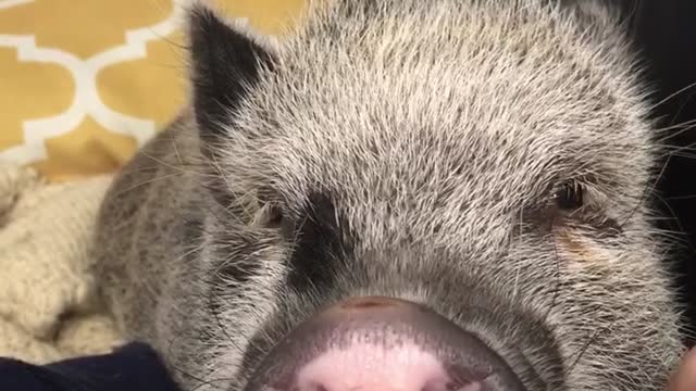 Mini pig gets irritated with owner's antics