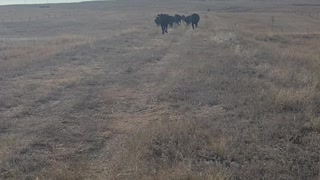 Just Feeding some Cows