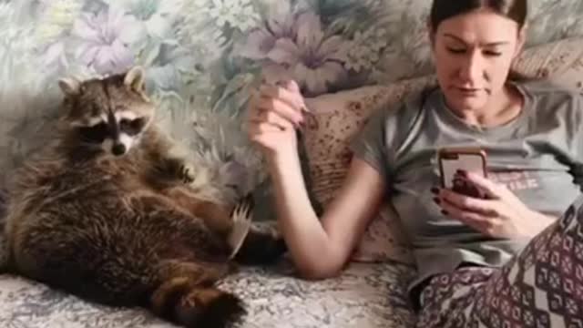 Curious Raccoon Needs Attention