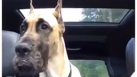 Best Funny Animal Videos 2022 😺 Funny The Great Dane Dog Videos 😁 Funniest Dog Videos 😁😇