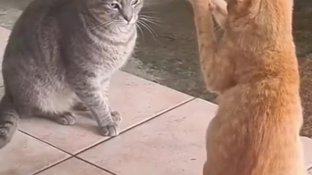 Funny Cats Playing