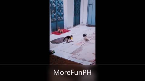 Cats playing, football playing by cats, cats enjoying