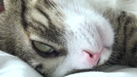 Adorable Baby Cat Moves His Whiskers while Sleeping on His Head