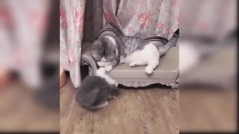 Cute Kittens