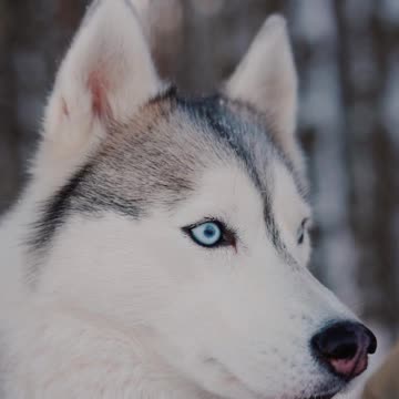 A dog with sharp eyes.
