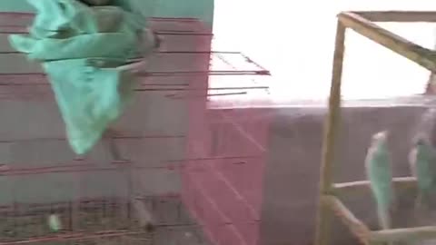 evil eyes off | say Mashallah | my parrots 🦜