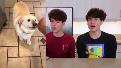 the cuties animal tiktok video