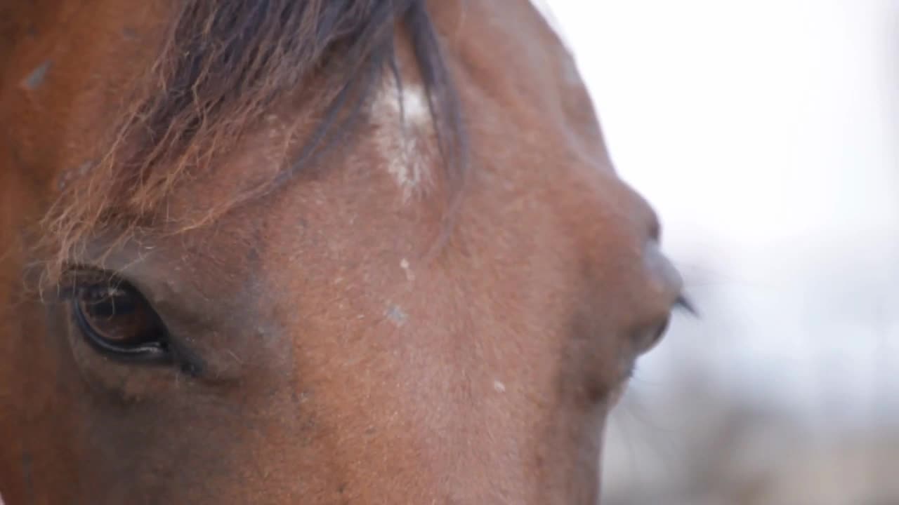 closeup of a horses eyes