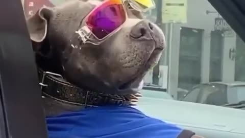 Dog is very Funny mood On the car, #Dog shorts, #Dog funny videos,