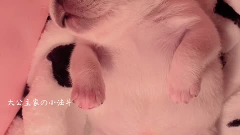 Listen to the purr of my puppy
