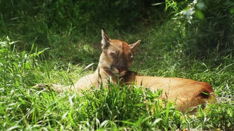 Puma Video Footage -