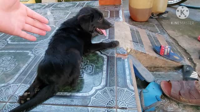 the dog has 2 legs paralyzed
