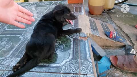 the dog has 2 legs paralyzed