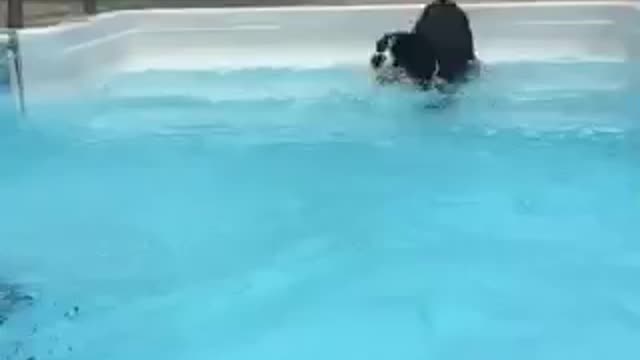 dog waits patiently to go in the pool!