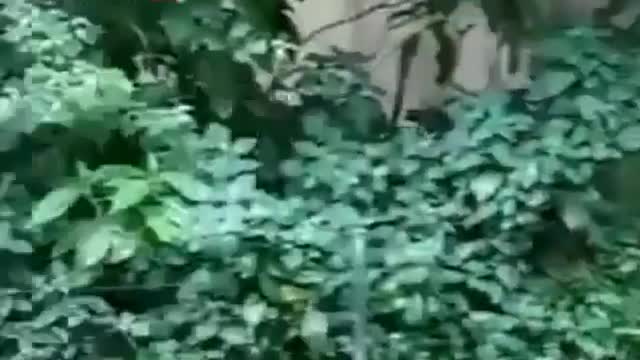 Funny Monkey Video-Try not to Laugh